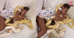 OMG: सांपों से लिपटकर सोती दिखी ये छोटी बच्ची, आपके सासें थाम देगी ये Viral Video