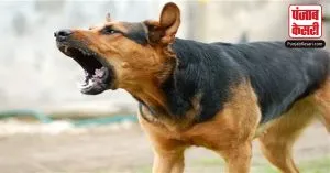 Uttar Pradesh: सीतापुर में जारी कुत्तों का आतंक, 24 घंटे में 12 लोगों को कुक्कुर के काटने से मचा हड़कंप