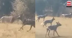 Viral Video:  Dogs के झुंड ने Lion पर किया अटैक, शेर ने फिर किया कुछ ऐसा की उलटे पांव भाग निकले कुत्ते