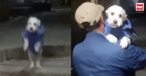 मालिक और Doggy के प्यार पर आया यूजर्स का दिल, भर-भरकर मिल रहे हैं शानदार Comments