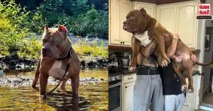 मालिक ने किया दावा, ये है दुनिया का सबसे बड़ा Pitt Bull, 80 किलो है वजन