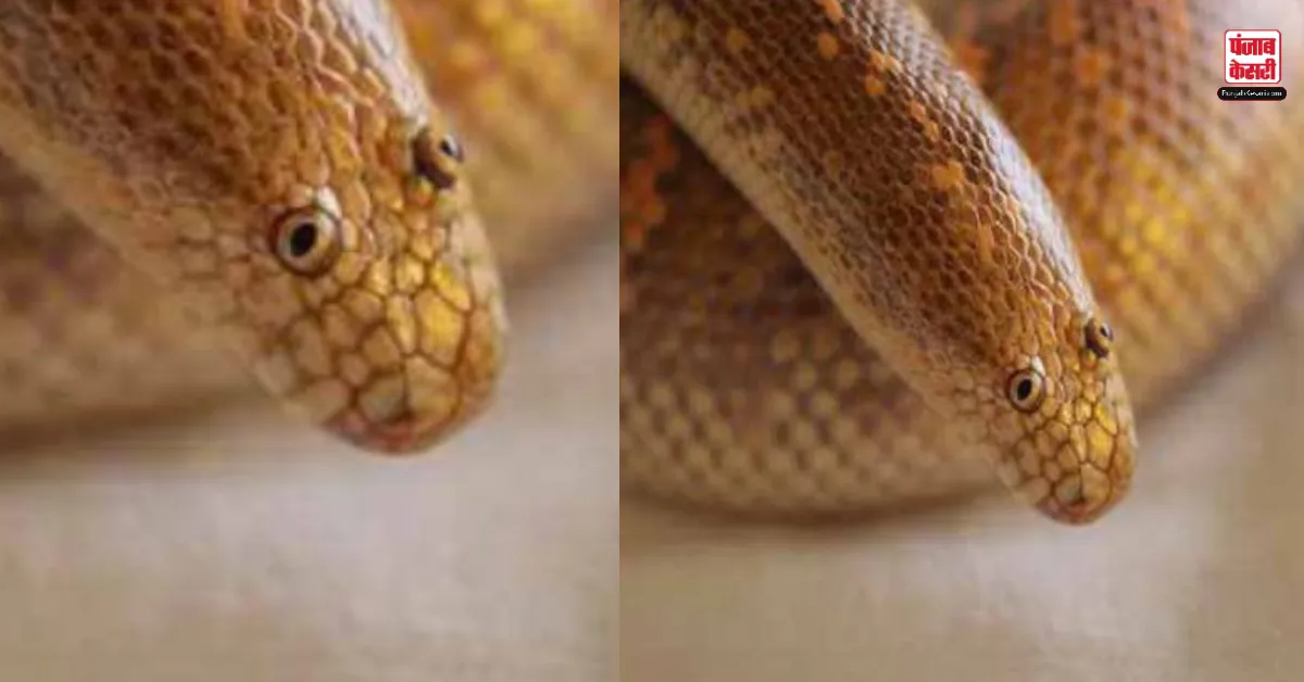 Arabian Sand Boa