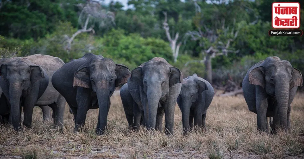 elephant attack in assam