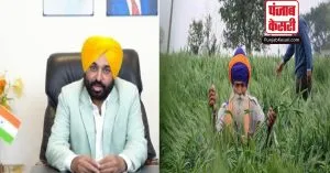 Punjab: सीएम भगवान मान ने गन्ने की फसल पर MSP में 11 रुपये की बढ़ोतरी का किया एलान