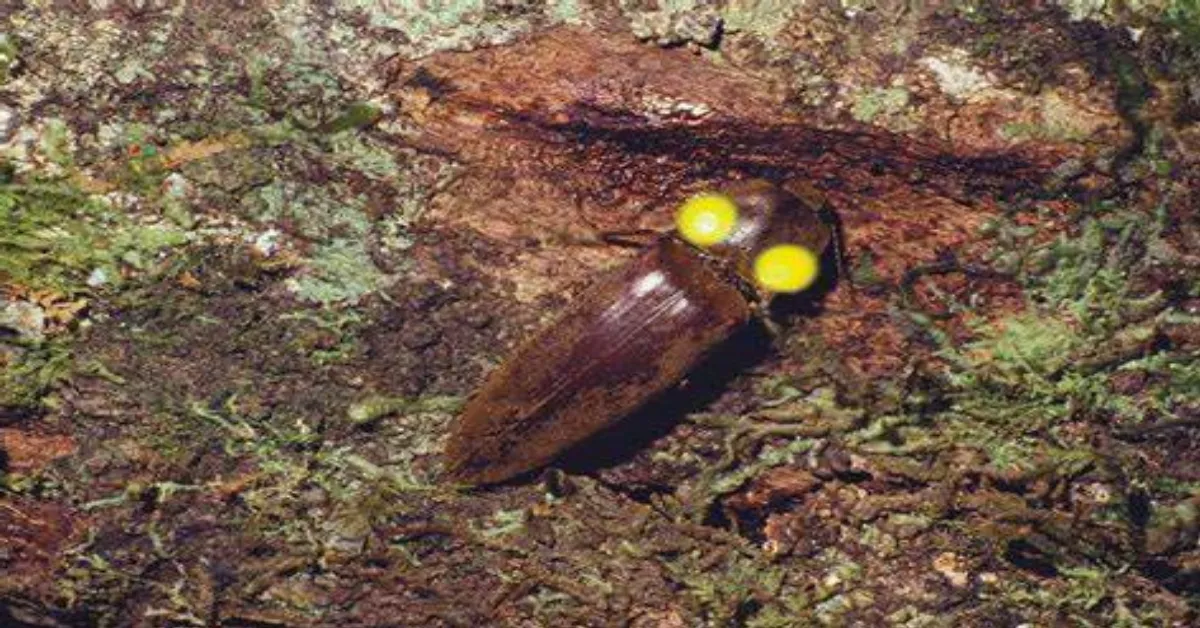 Headlight Beetle