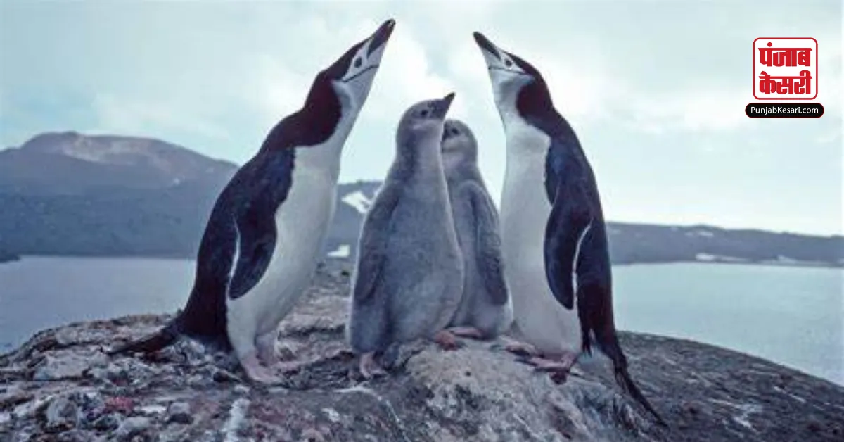 Chinstrap Penguin