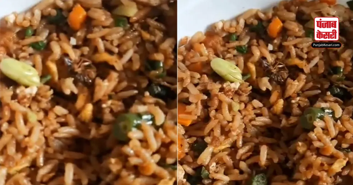 Cockroach in Chicken Fried Rice