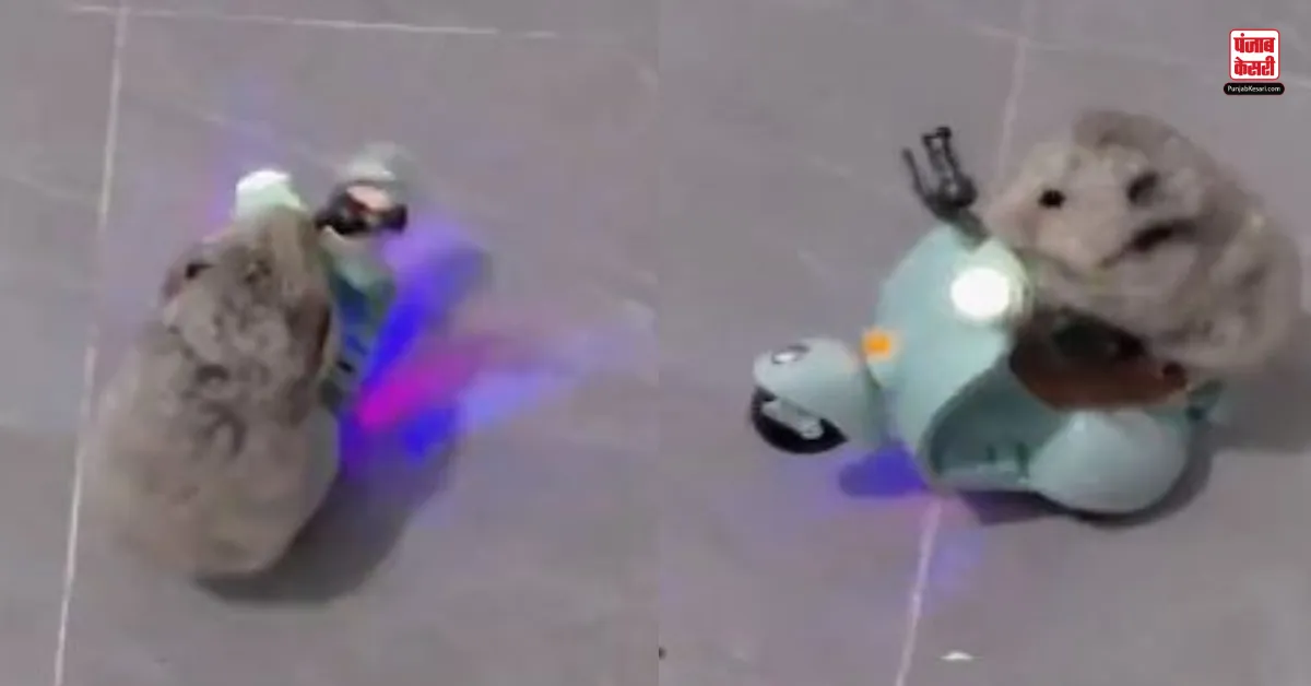 Mouse Perform Stunt On Scooter