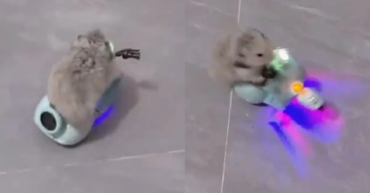 Mouse Perform Stunt On Scooter
