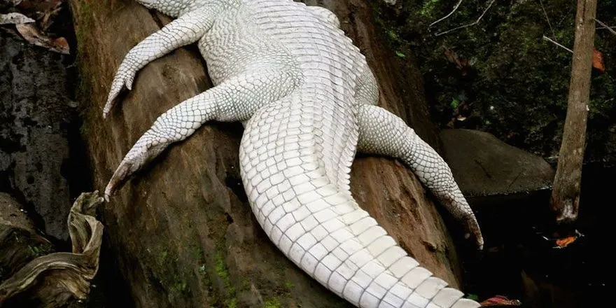 Super rare leucistic alligator
