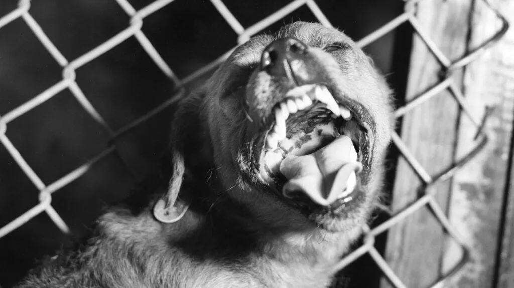 rabid dog rabies header 1024x575 1