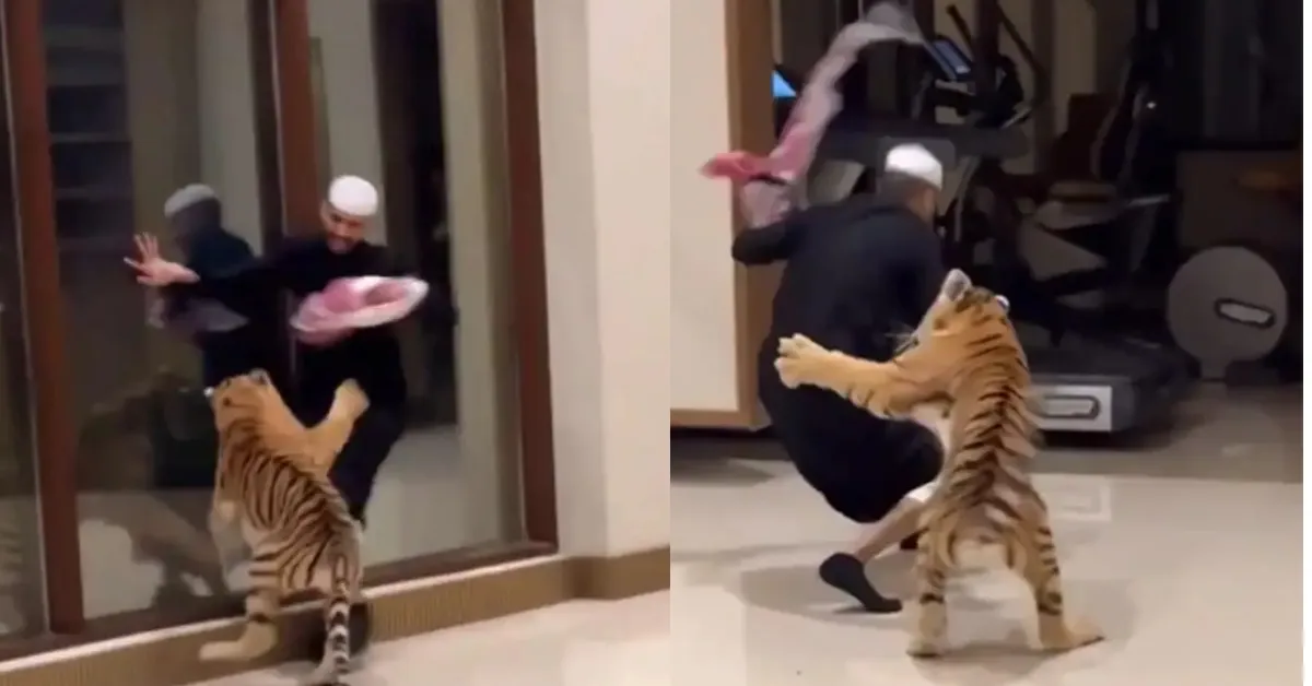 Pet tiger chases man in Dubai