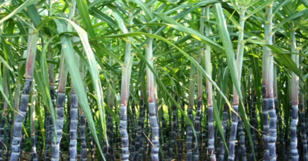 sugarcane farming with ai