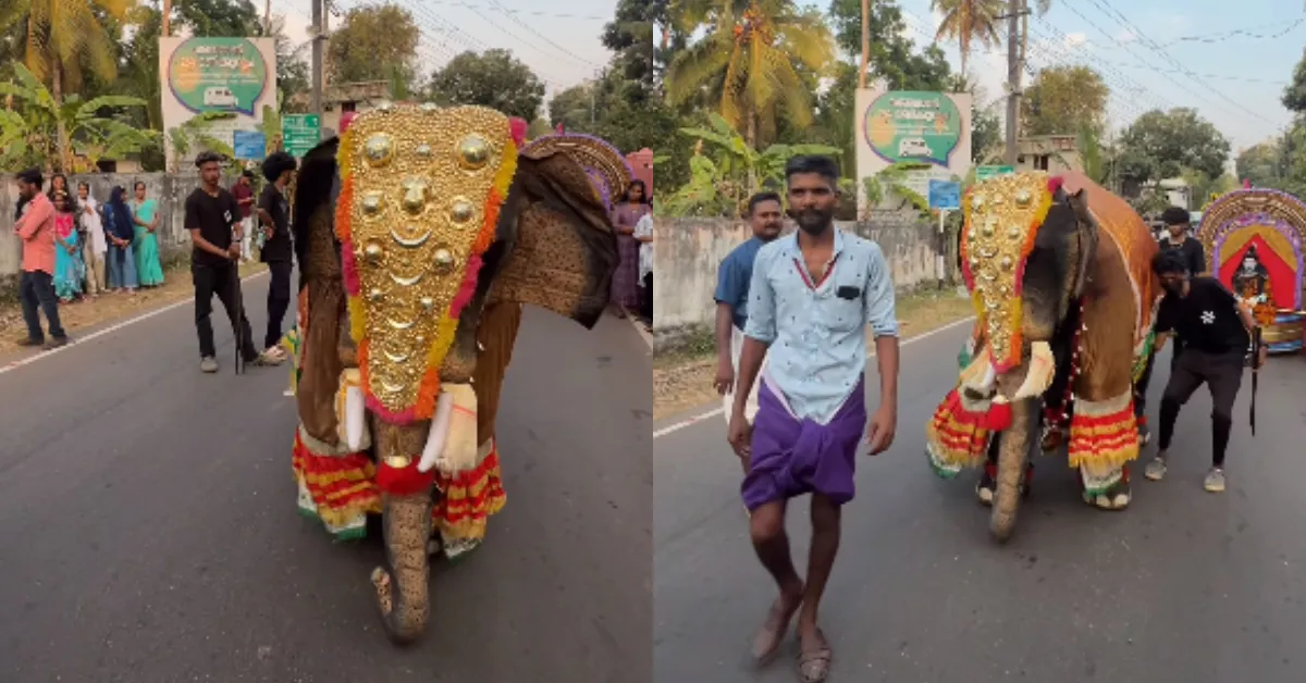 Elephant Dancing Video Rajinikanth