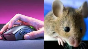 आखिर Computer Mouse को ‘माउस’ ही क्यों कहा दाता है?