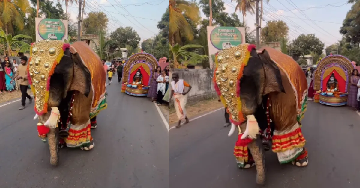 Elephant Dancing Video Rajinikanth