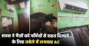 AC for Buffaloes Viral Video