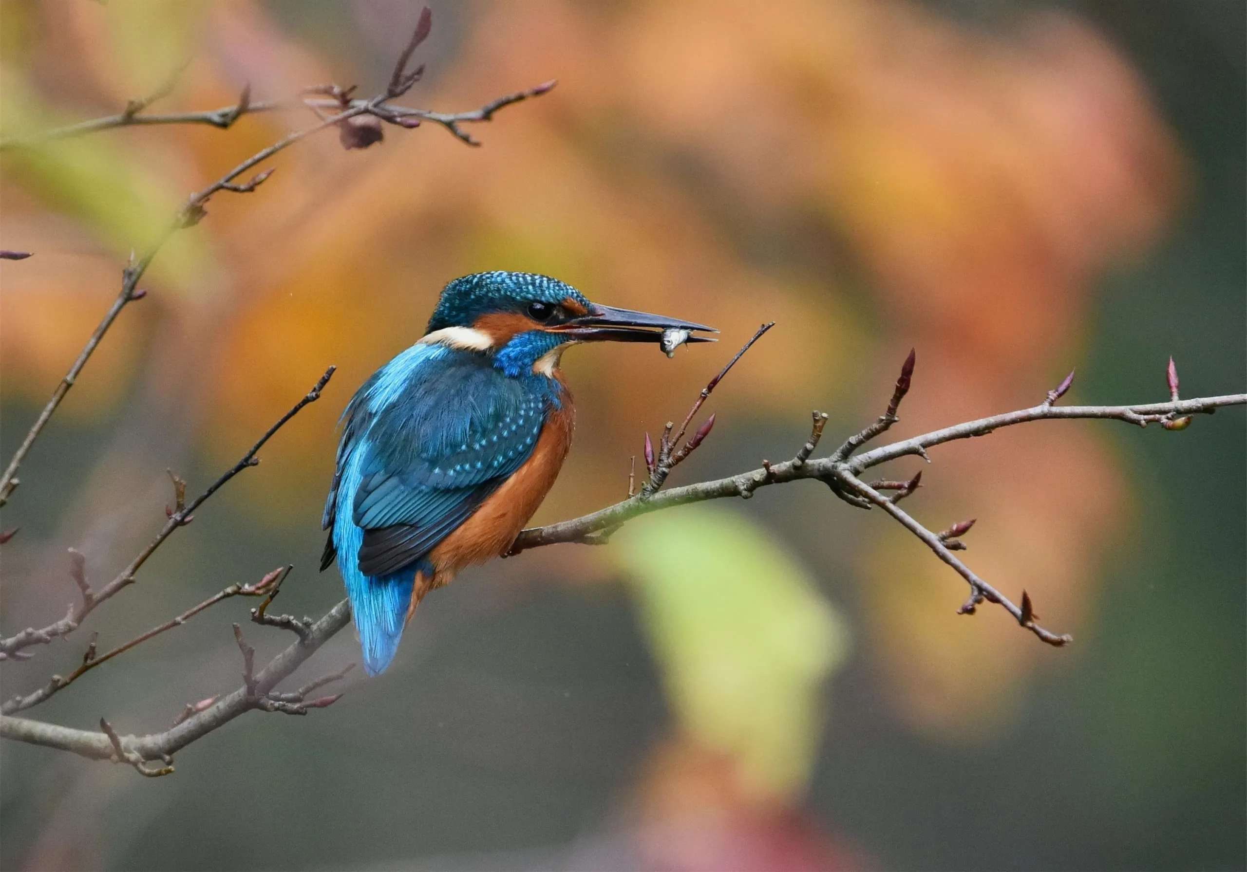 photographer captures Kingfisher rebellious act
