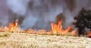 खेतों में लगी भीषण आग, लाखों का हुआ नुकसान, आग की चपेट में आई 50 बकरियां