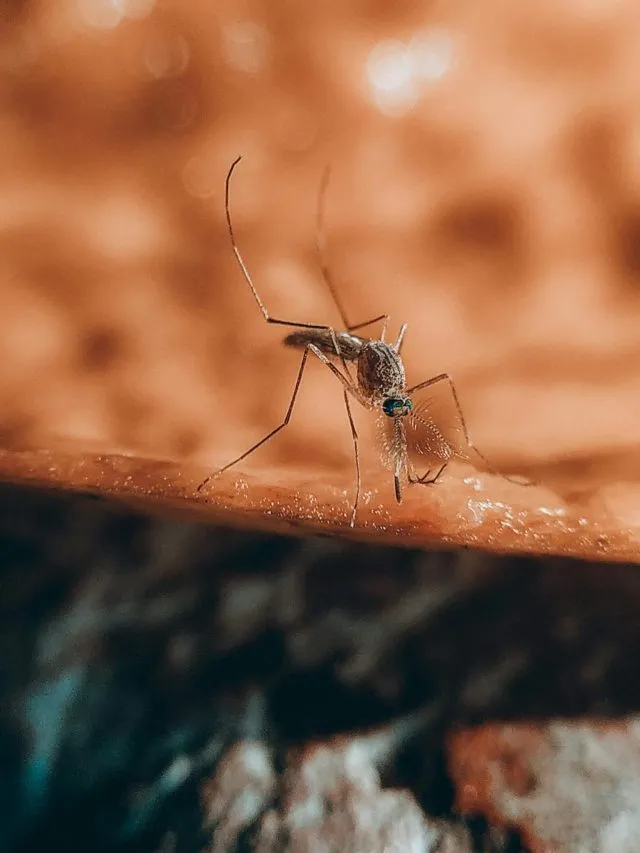 Dengue Symptoms:  जाने डेंगू होने का ये खतरनाक लक्षण