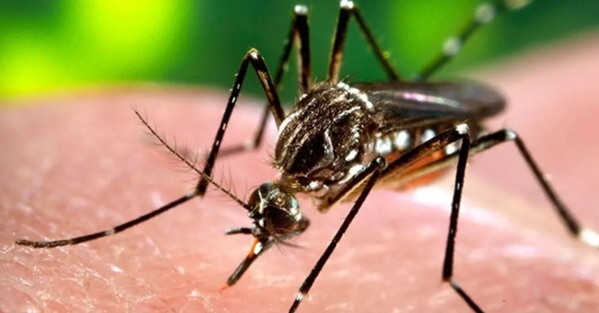 Dengue in Karnataka