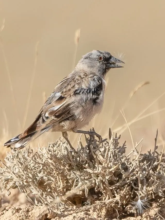 Afghan Snowfinch