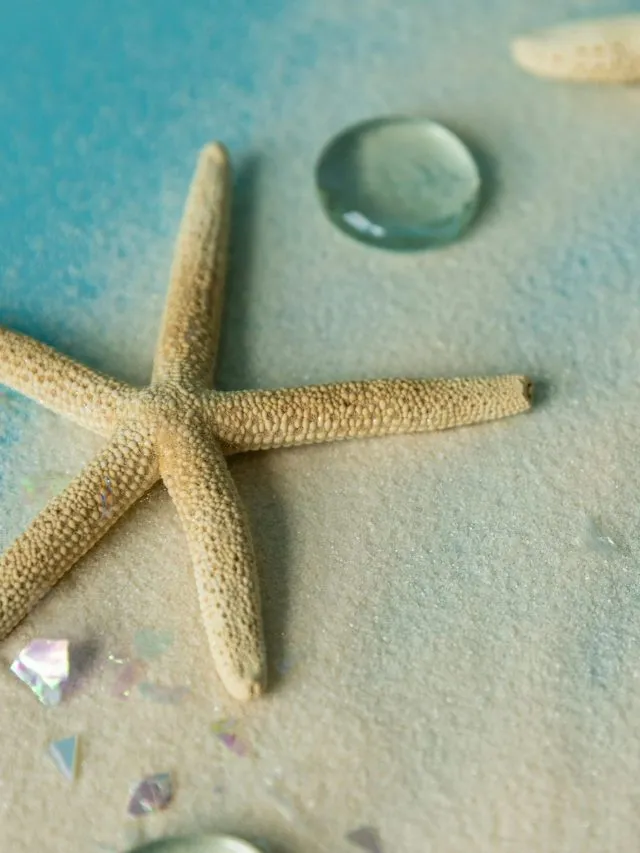 Starfish के बारे में Amazing Facts
