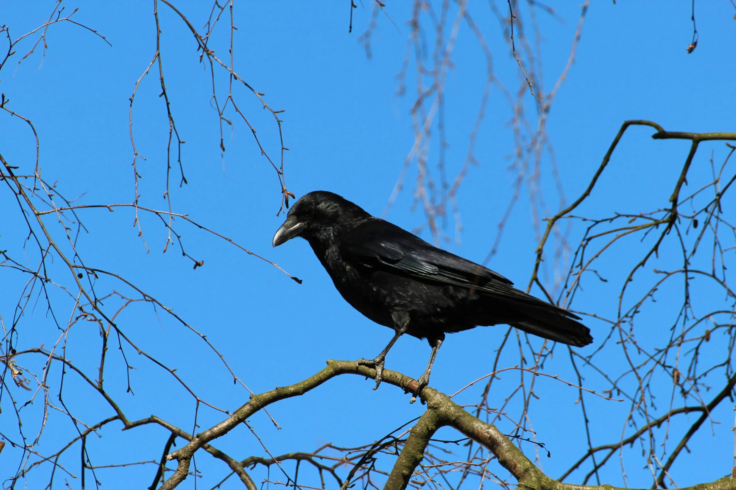 Man Ties Crow With Rope 
